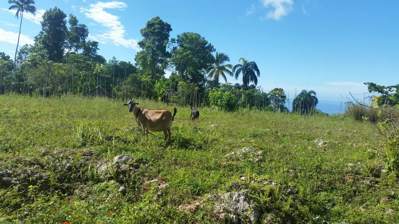 Les chèvres — Fête des Mères 2023