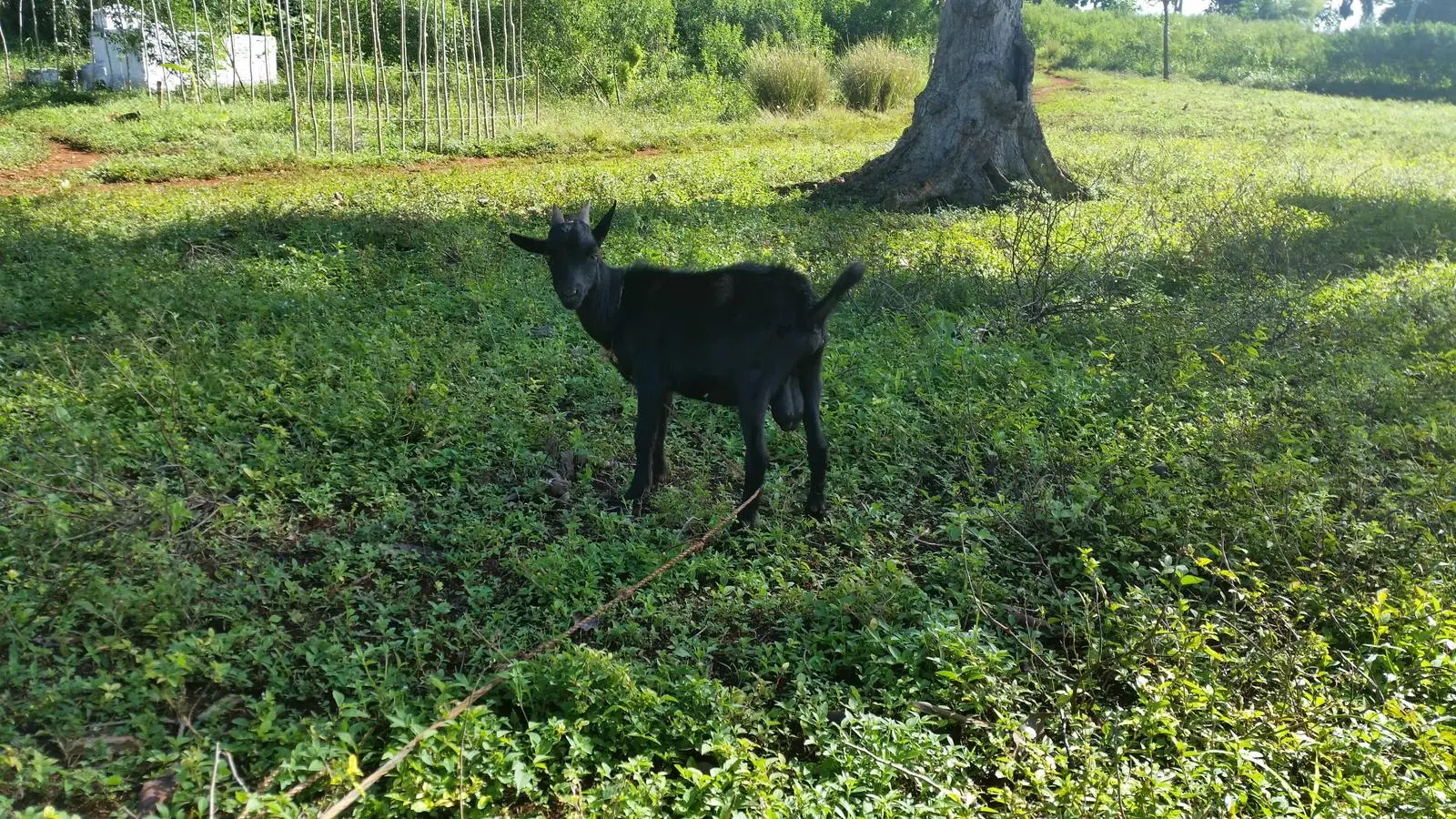 Les chèvres — Fête des Mères 2023