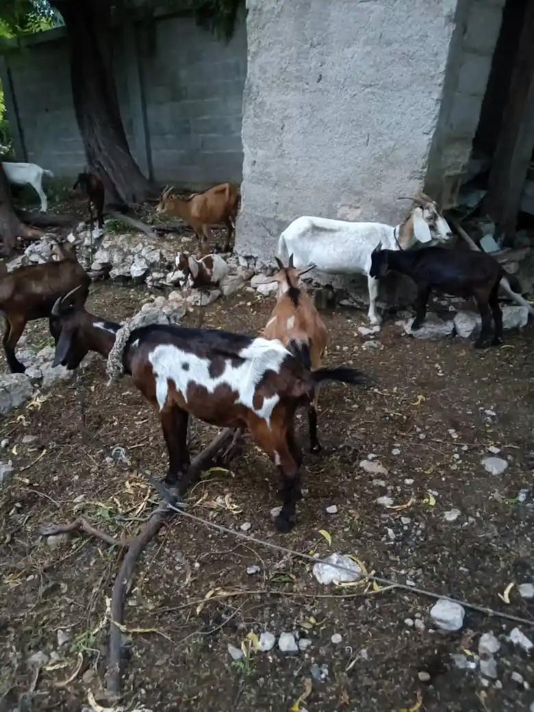 Les chèvres — Septembre 2024